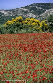 2000-2010- Les Alpilles (FRA,13) - Champs de coquelicots
