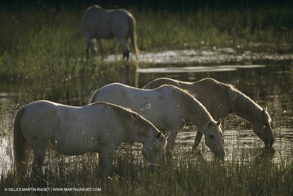 France, Provence, Camargue, chevaux   Horses
