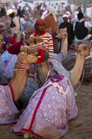 20 11 2010 - Dubai (UAE) - Camel races
