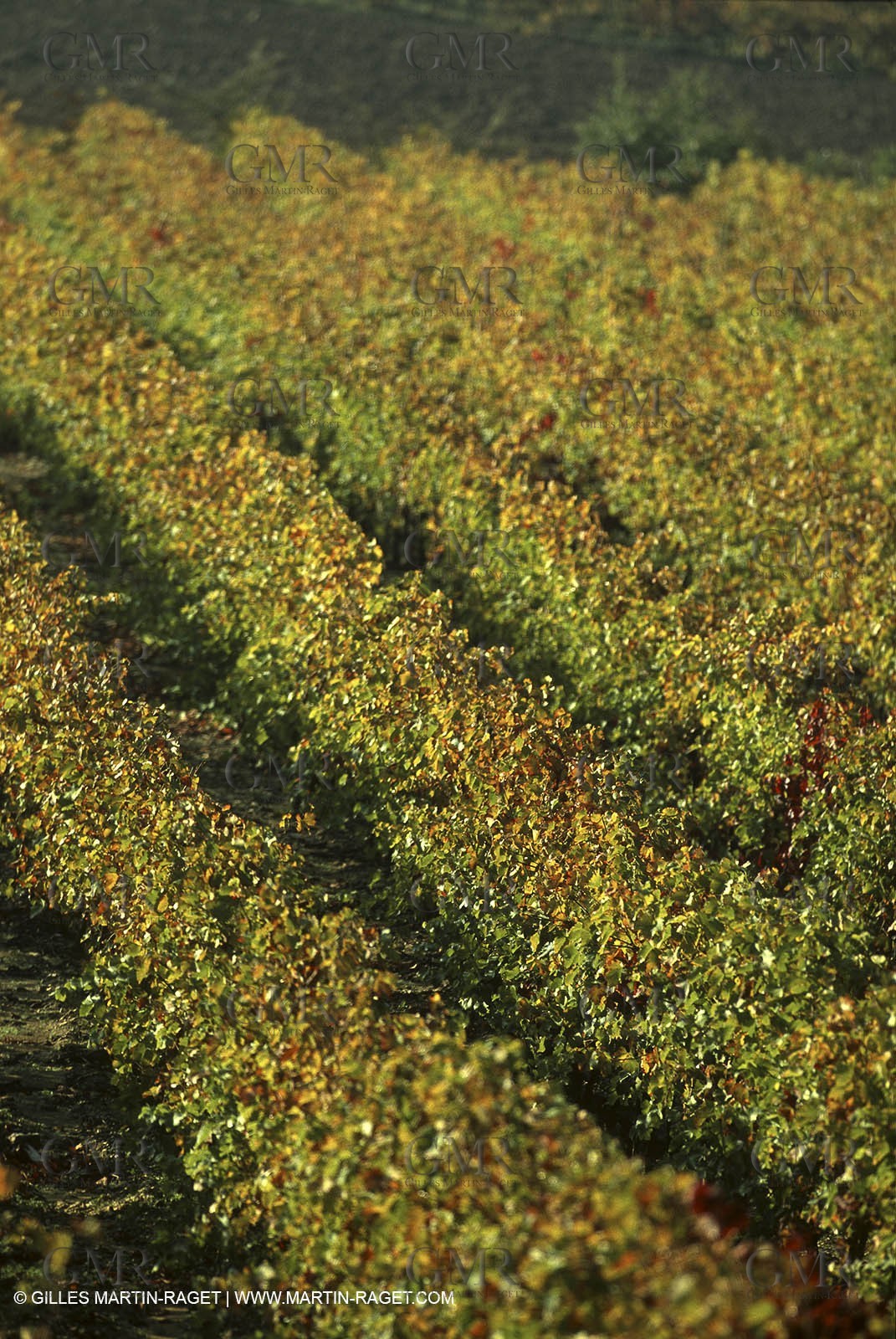 Luberon (FRA,84), Fall colors