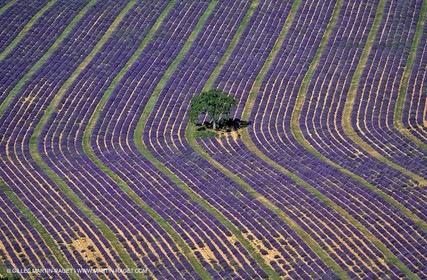 lavander fields , 2005  , Valensole plateau