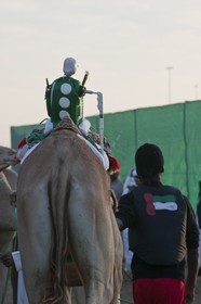 20 11 2010 - Dubai (UAE) - Camel races