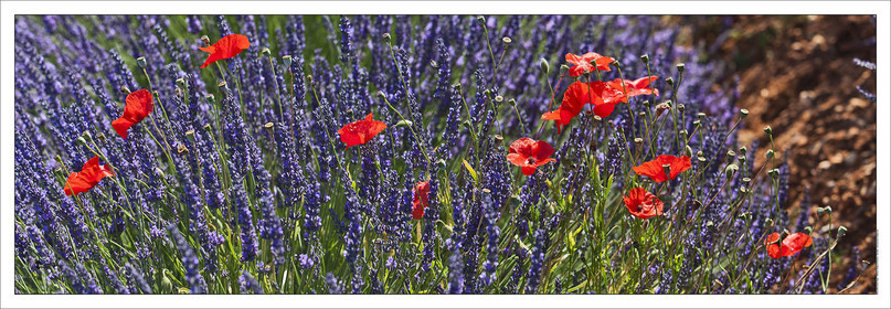 Produit : Tirage photo réalisé par nos soins sur imprimante jet d'encre professionnelle Epson à partir de 8 encres ultrachrome inaltérables (label Digigraphie).Formats au choix :. 20 x 60 cm. 33 x 95 cm- 52 x 150 cmChoix des papiers :. Papier standard brillant 250 gr., filet noir, marge blanche, tirage non signé. Papier haut de gamme satiné 290 gr. filet noir, marge blanche, tirage vérifié et signé par l'auteur.. Autres supports (canvas, acrylique, dibond) sur demandeConditionnement : tube cylindrique renforcé.Options pour l'expédition : . colissimo + dépôt boîte aux lettres (France uniquement). Colissimo avec signature à réception. Transporteur express (2 jours ouvrés) avec signature à réceptionCliquez sur caddie pour sélectionner votre formule et démarrer la procédure de commande en ligne