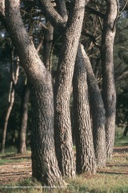 costieres_plaine0085