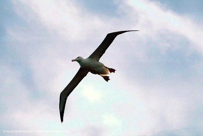 Animaux marins