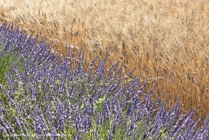 27 06 2011 - Valensole (FRA, 04) - Lavander fields