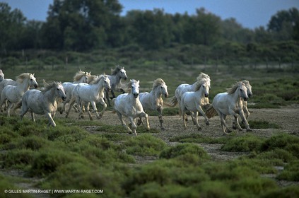 Les Saintes Maries de la mer (FRA,13) - Camargue horses