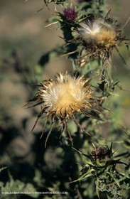 2000-2010- Les Alpilles (FRA,13) - Poppy fields