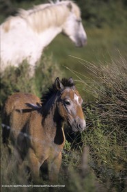 Chevaux de Camargue