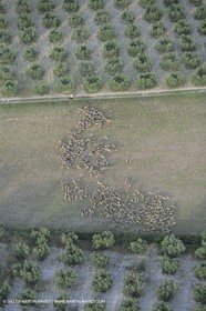France, Provence, Moutons, bergers, élevage, transhumance