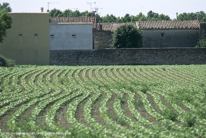 costieres_plaine0070