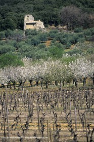 FLEURS0224.jpg