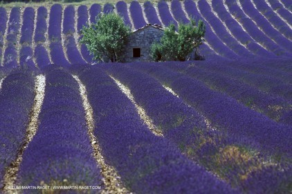 Lavander fields