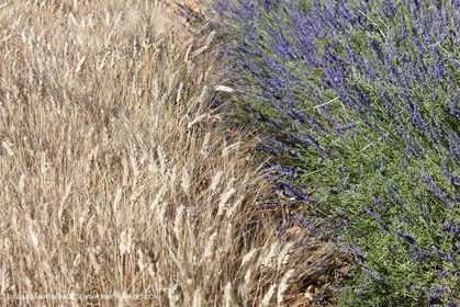 27 06 2011 - Valensole (FRA, 04) - Champs de lavande