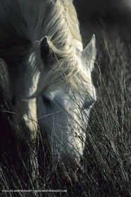 Camargue horses