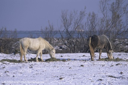 Provence sous la neige - Camargue