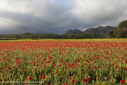 29 04 2012 ( Saint Rémy de Provence (FRA, 13) - Chaîne des Alpilles vers Romanin