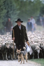 Saint Rémy de Provence (FRA,13) - Fête de la Transhumance