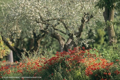 France, Provence, Champs de Coquelicots   Poppies fields