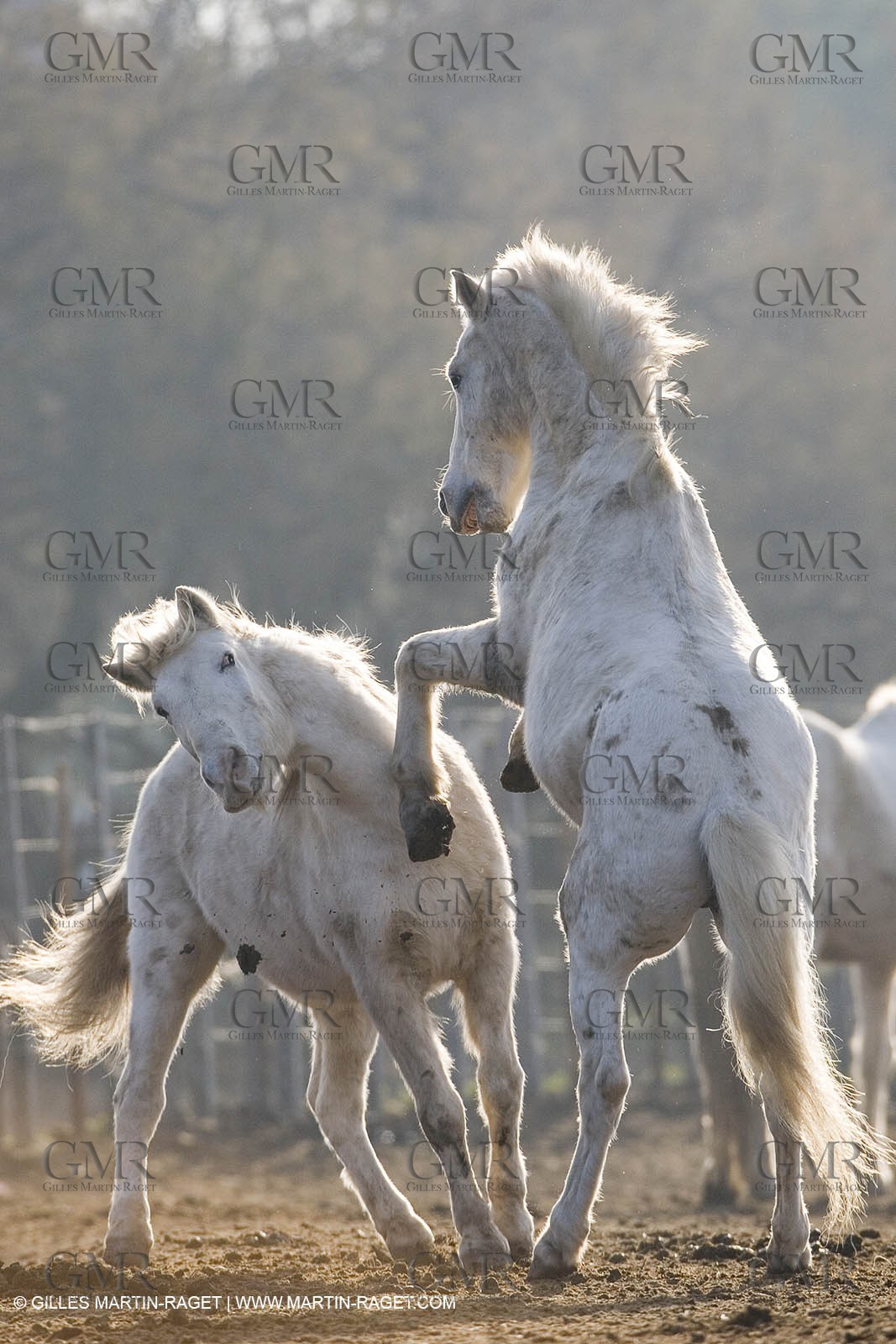 23 12 2006 - Saintes Maries de la Mer - Camargue horses