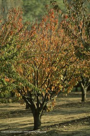 Luberon (FRA,84), Fall colors
