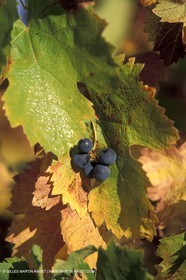 Wine - vineyards - Harvest