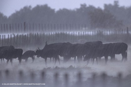 France, Provence, Camarggue, Taureaux de Camargue, bulls