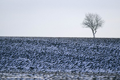 Provence sous la neige - Haute Provence - Plateau de Valensole