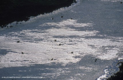 Salt-water marsh
