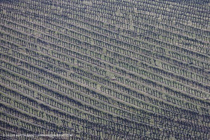 March 30th 2012 - Saint Saturnin les Apt (FRA, 84) - blooming cherry trees