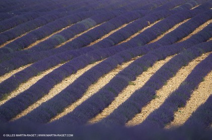 Champs de lavande