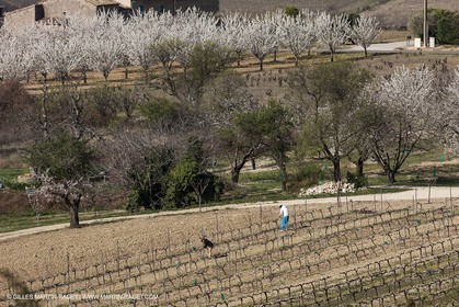 March 30th 2012 - Saint Saturnin les Apt (FRA, 84) - blooming cherry trees