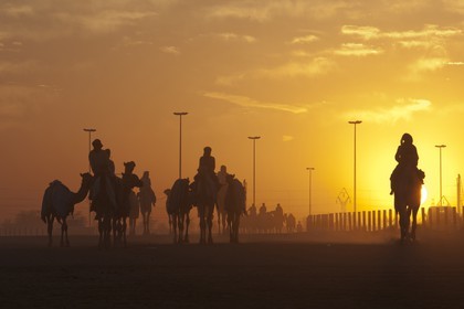 20 11 2010 - Dubai (EAU) - Courses de chameaux