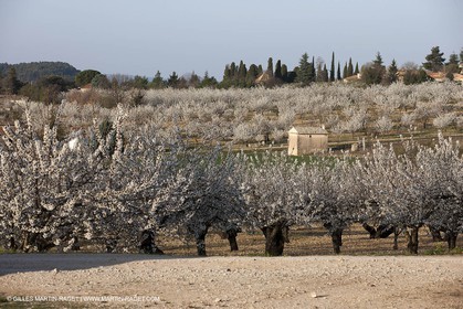 March 30th 2012 - Saint Saturnin les Apt (FRA, 84) - blooming cherry trees
