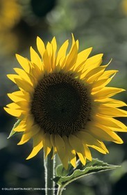 Luberon (FRA,84), Sunflower fields