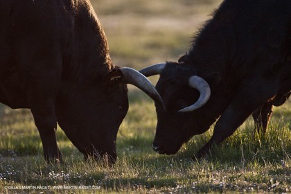 09 04 2011 - Arles (FRA,13) - Elevage de Taureaux de combat en Camargue