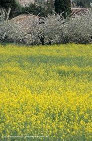 Alpilles (FRA,13), Champs de colza