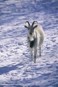 France, Provence, Neige en hiver   Snow in Provence