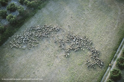 Saint Rémy de Provence (FRA,13) - Sheep stocks migration Fest