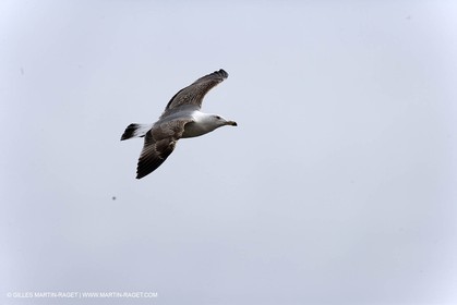 Animaux marins