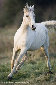 23 12 2006 - Saintes Maries de la Mer - Camargue horses