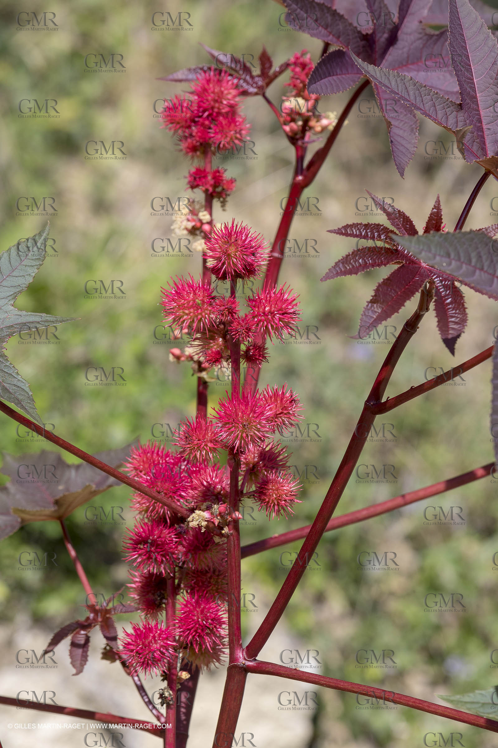22 06 2018, Ménerbes (FRA,84), Domaine de la Citadelle, Jardin Botanique