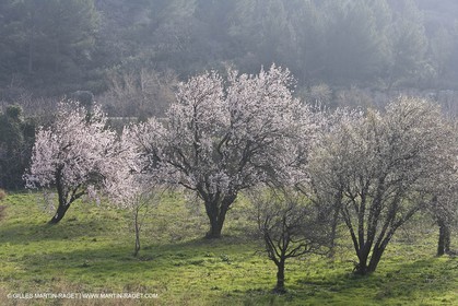16 02 2008 - Les Baux de Provence (FRA, 13) - Paysages des Alpilles