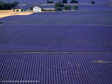 lavander fields , 2005  , Valensole plateau