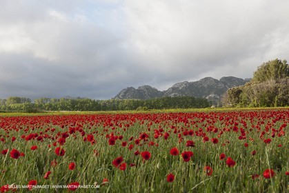 29 04 2012 ( Saint Rémy de Provence (FRA, 13) - Chaîne des Alpilles vers Romanin