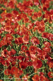 2000-2010- Les Alpilles (FRA,13) - Poppy fields