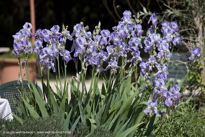 01 05 2008 - Arles (FRA,13) - Election de la Reine d'Arles