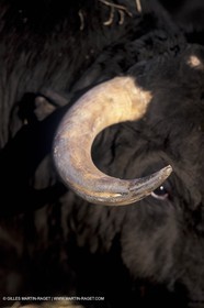 Toros