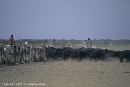 France, Provence, Camargue, Gardians de Camargue, métier, fêtes, élevage, tri