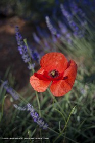 27 06 2011 - Valensole (FRA, 04) - Lavander fields